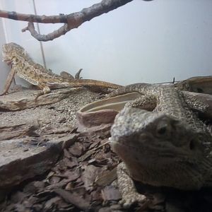 Bearded Dragons