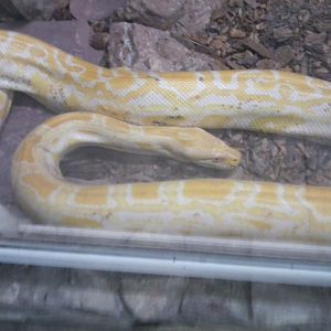 Albino
