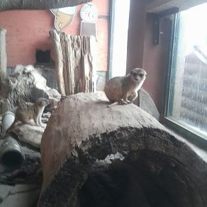 Meerkat1