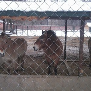 Przewalski Horse
