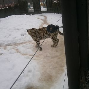 Leopard (is It Persian)