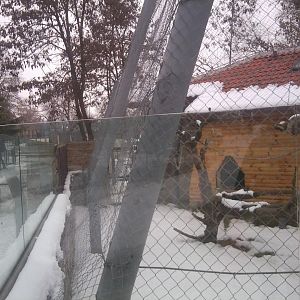 Mangabey Enclosure