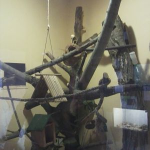 Tamarin Enclosure