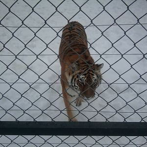 Amur Tiger3