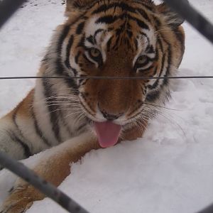 Amur Tiger4