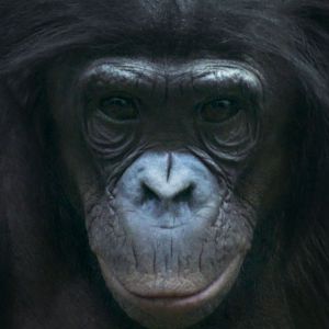 Feb. 2017 - Jungle Trails - Bonobo