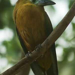 Feb. 2017 - Wings of the World - Capuchinbird