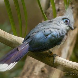 Feb. 2017 - Jungle Trails - Crested Coua