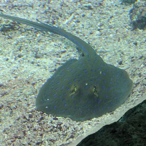 Blue-spotted stingray