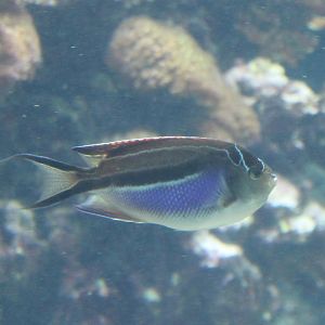 Ornate angelfish - Genicanthus bellus
