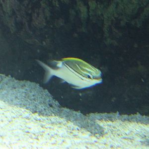 Two-lined Monocle Bream - Scolopsis bilineata