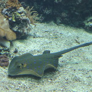 Blue-spotted stingray