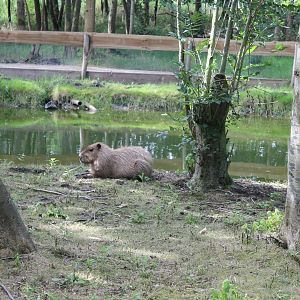 Capybara