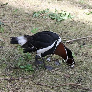 Red-breasted goose