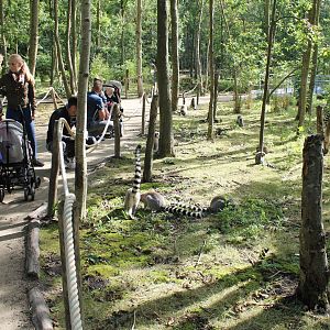 Visitors and Ring-tailed lemurs