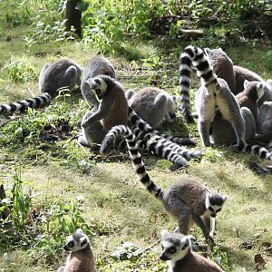 Ring-tailed lemurs