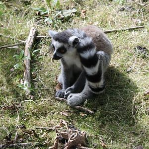 Ring-tailed lemur