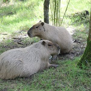 Capybaras
