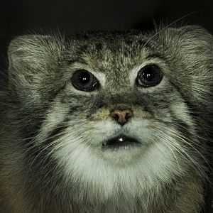 Feb. 2017 - Night Hunters - Pallas Cat (First Photo)