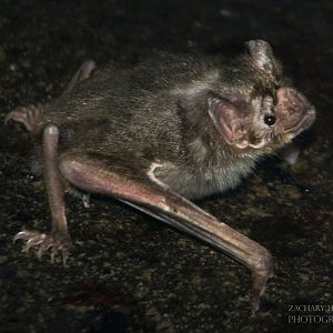 Feb. 2017 - Night Hunters - Common Vampire Bat
