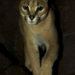 Feb. 2017 - Night Hunters - Caracal