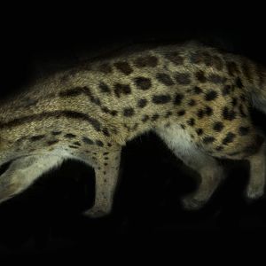 Feb. 2017 - Night Hunters - Large-spotted Genet