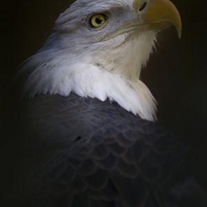 Feb. 2017 - Wings of Wonder - Sam