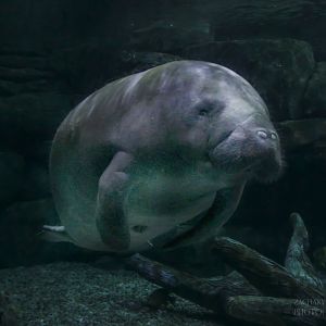 Feb. 2017 - Manatee Springs - BamBam