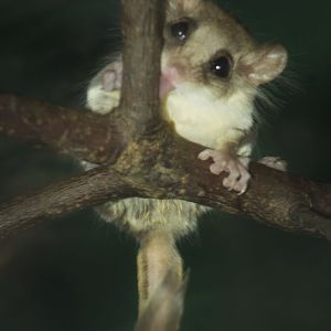 Feb. 2017 - Jungle Trails - Feather-tail Glider