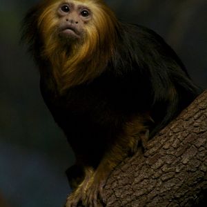 Feb. 2017 - Jungle Trails - Golden-headed Lion Tamarin
