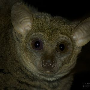 Feb. 2017 - Jungle Trails - Garnett's Galago