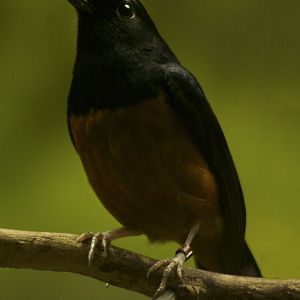 Feb. 2017 - Wings of the World - White-rumped Shama