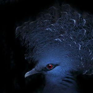 Feb. 2017 - Wings of the World - Victoria Crowned Pigeon