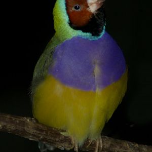 Feb. 2017 - Wings of the World - Gouldian Finch