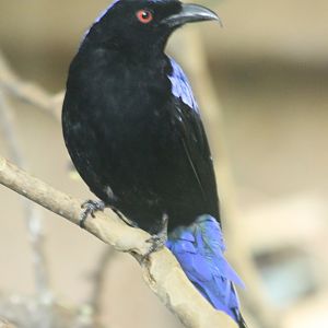 Asian fairy bluebird