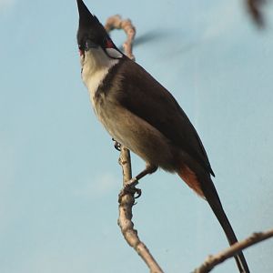 Red-whiskered bulbul