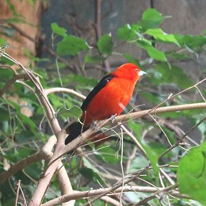 Brazilian tanager