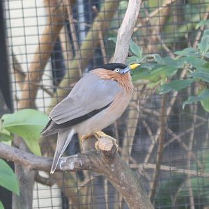 Brahminy starling
