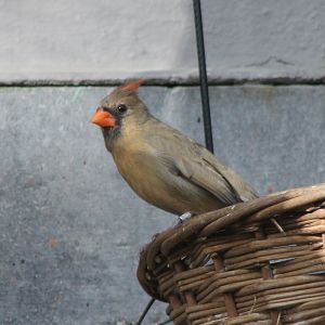 Northern cardinal