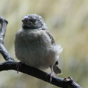 Cut-throat finch Juvinile