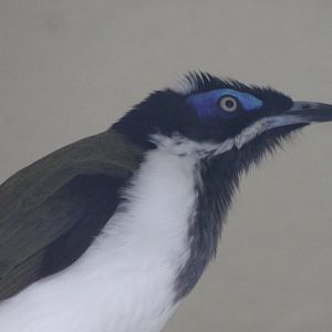 Blue-faced honeyeater