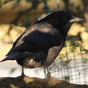 Rosy starling