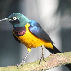 Golden-breasted starling