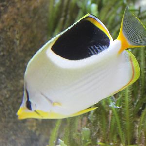 Saddle butterflyfish - Chaetodon ephippium
