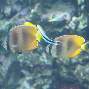 Sunburst butterflyfishes - Chaetodon kleinii