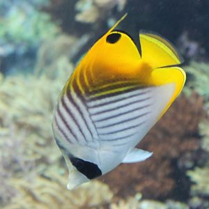 Threadfin butterflyfish - Chaetodon auriga