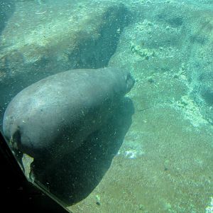 Pygmy Hippo underwater