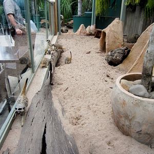Meerkat exhibit