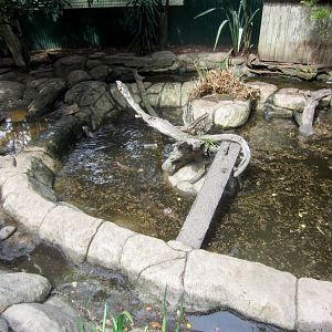 Small-clawed Otter exhibit