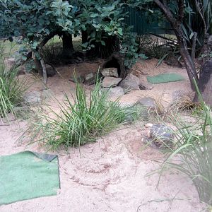 Radiated Tortoise Exhibit